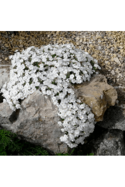 Квітучий флокс шилоподібний ’Айсберг’ на камені